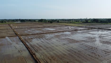 Birds-Flying-Over-Wet-Fields-In-Battambang,-Cambodia-On-A-Sunset---high-angle-shot