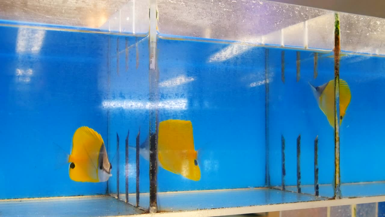 노란 긴 코 나비 물고기