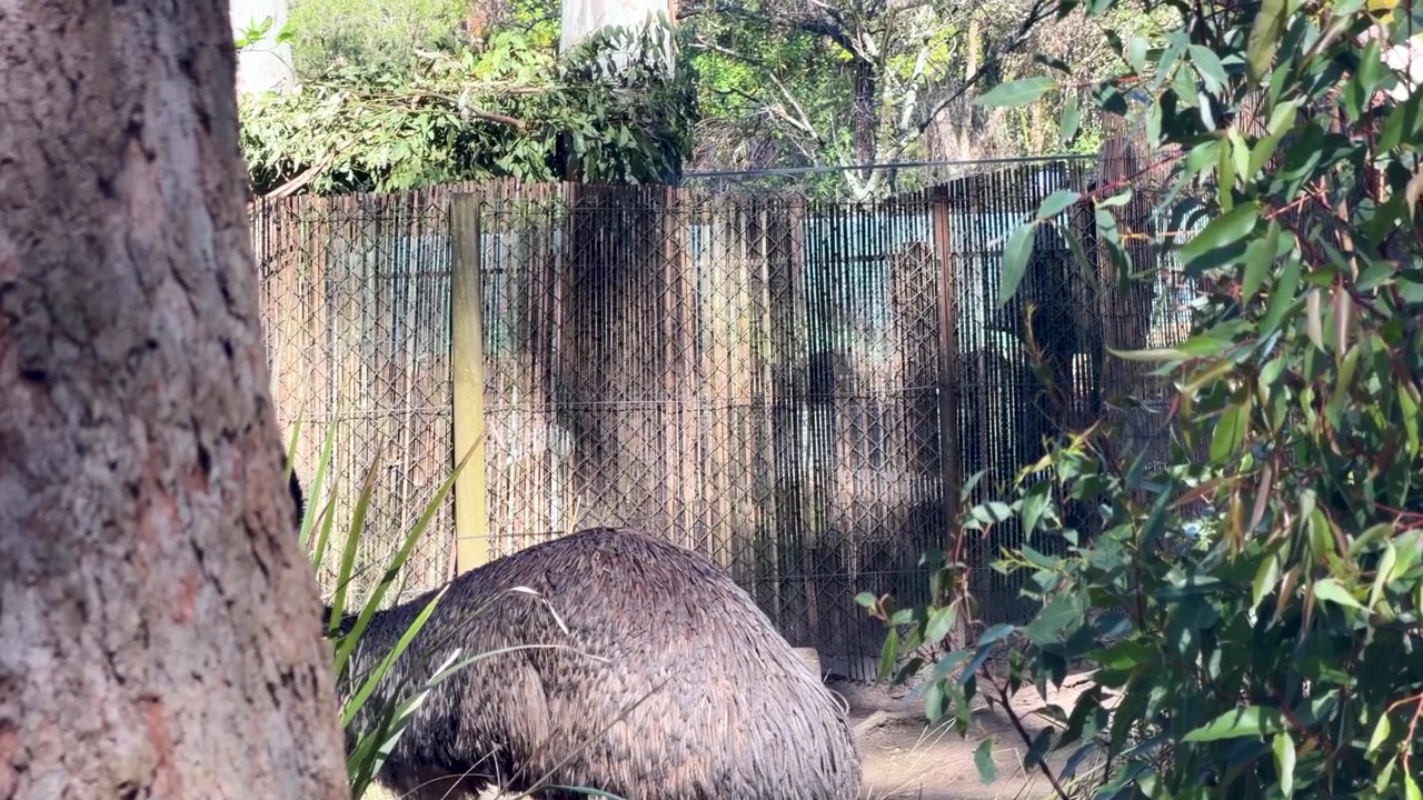 Ein Emu geht durch ein sonnenbeschienenes Gehege hinter Bäumen und einem Bambuszaun in Australien.