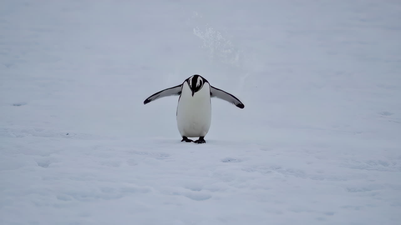 Chinstrap Penguin in the Snow