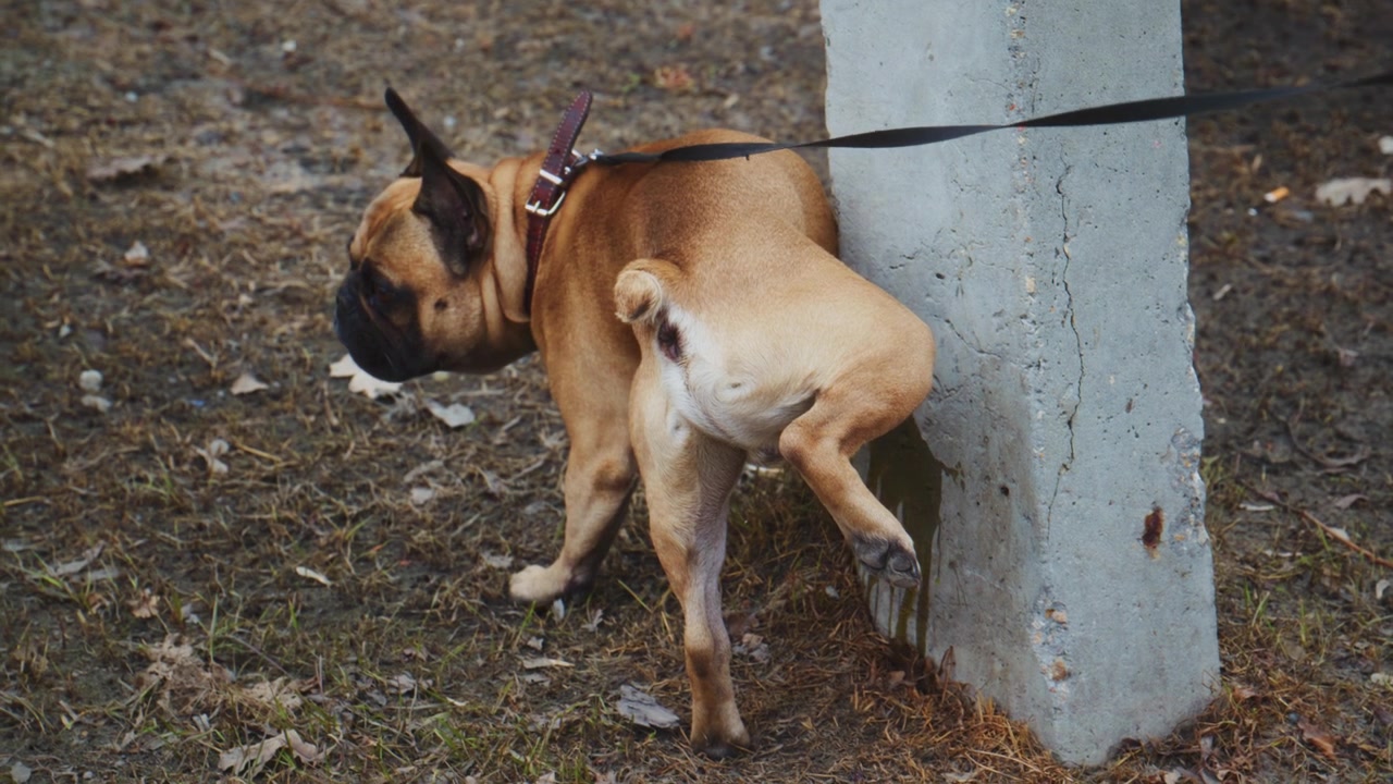 Fransk bulldog i bånd undersøker en trestubbe. Hunden snuser på bakken nær en betongstolpe. Scenen viser en utendørs høstsetting. Kjæledyreier går bak hunden. Opptaket er nyttig for kjæledyrpleie, urbane hundeturer.