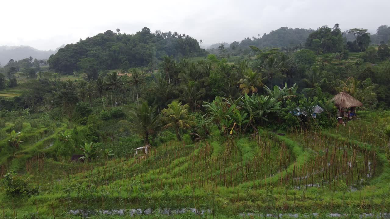 terrazas de cultivos de una granja de estilo balinés en medio de palmeras y un paisaje de colinas de niebla verde tropical en sideman, isla de bali, indonesia