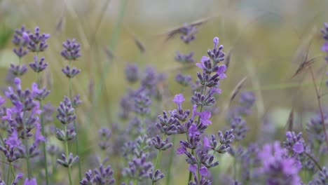 Planta-De-Lavanda,-Plantas-Con-Flores-En-La-Familia-De-La-Menta,-Disparar-Con-Viento-Suave-Con-Otras-Hierbas-Y-Plantas