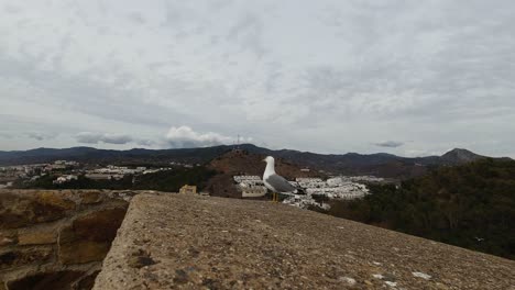 Vista-Manual-De-Dos-Gaviotas-En-Un-Mirador-Panorámico-Alto-Con-Paisaje-De-Fondo