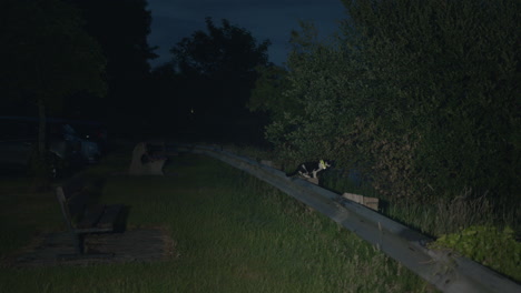 Cat-with-florescent-collar-outside-on-metal-wall-with-grass-around-at-night