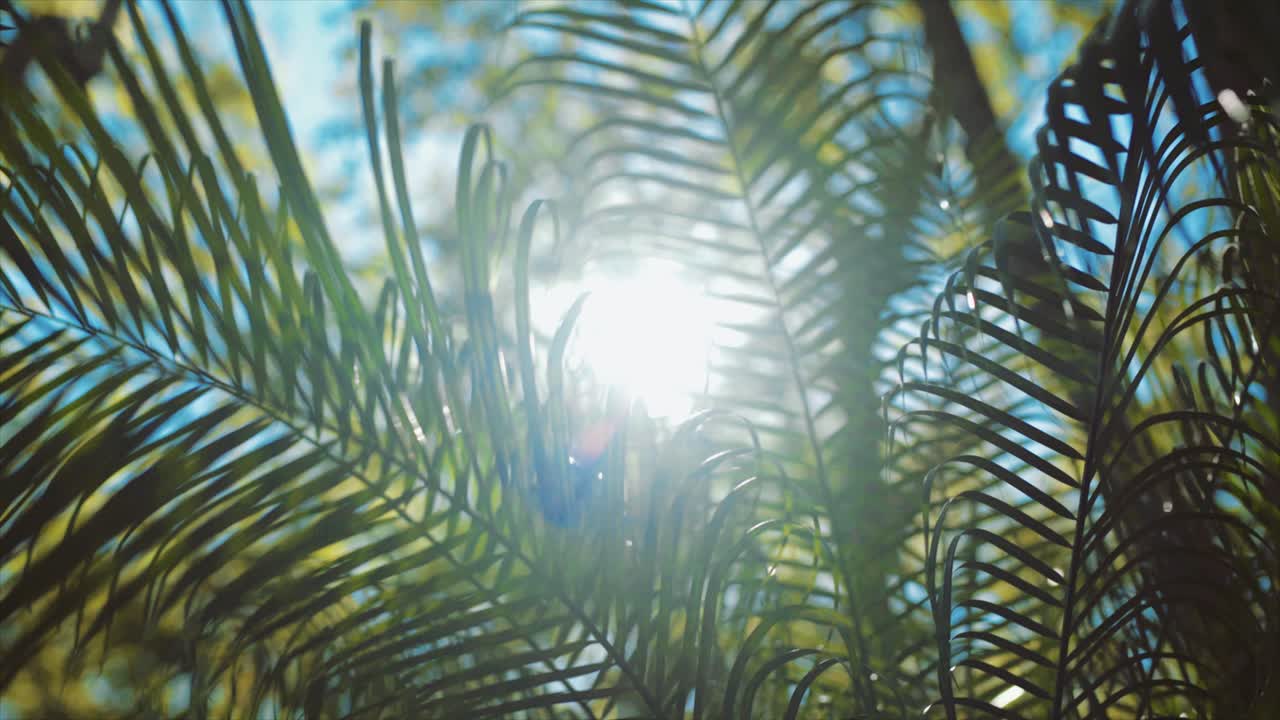 여름에 식물의 긴 녹색 잎을 통과하는 밝은 햇빛