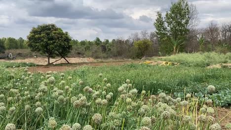 flores de cebolla floreciendo en un campo agrícola en jharkhand, india