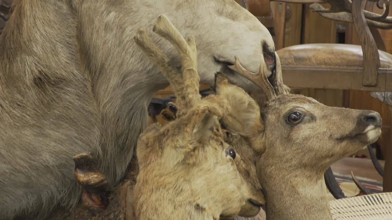 Uma tomada em close-up com inclinação para baixo de cabeças de veado empalhadas cercadas por móveis antigos.