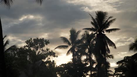 peaceful morning sun about to peak over horizon creating silhouette palm trees