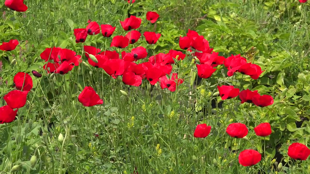 Vivaci fiori di papavero rosso che sbocciano in un prato verde lussureggiante.