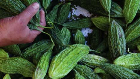 fresh-organic-bitter-guard-from-farm-close-up-from-different-angle