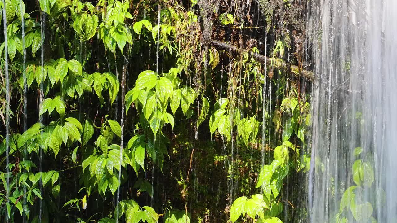 Clear waterfall streams down moss-covered rocks and vibrant foliage in bright, natural daylight