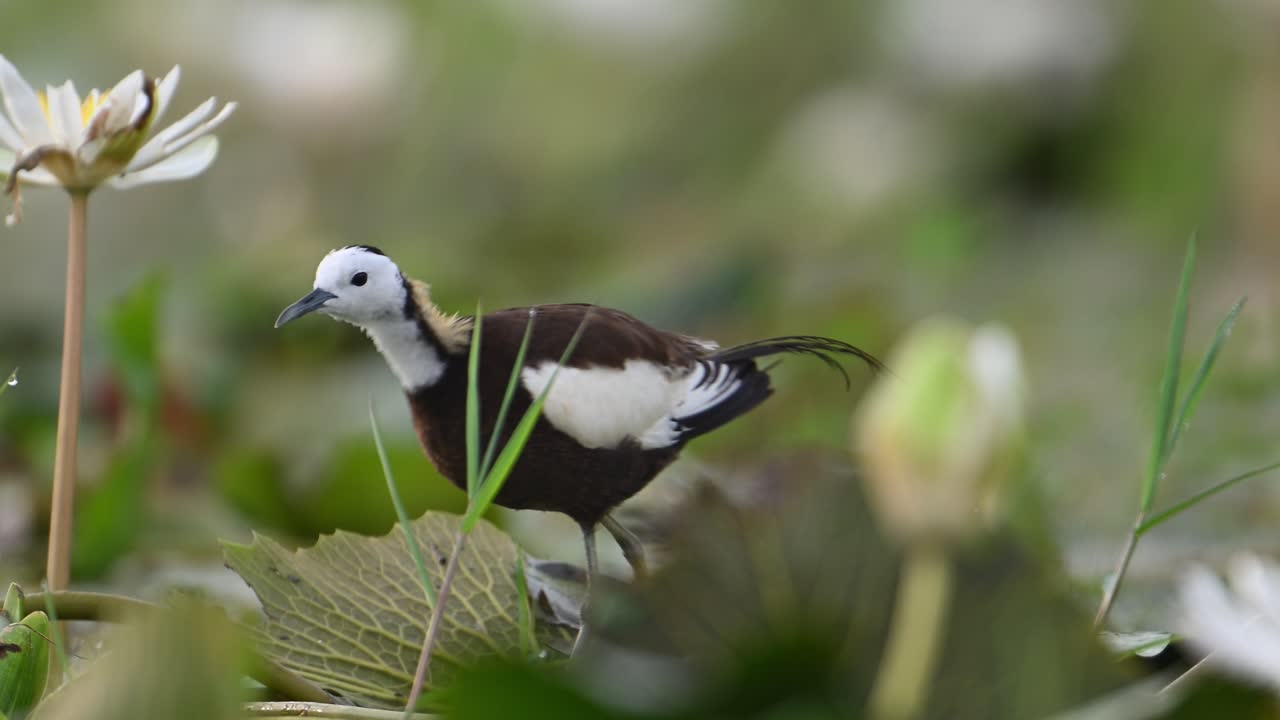 primer plano de jacana de cola de faisán en flores de lirio de agua blanco