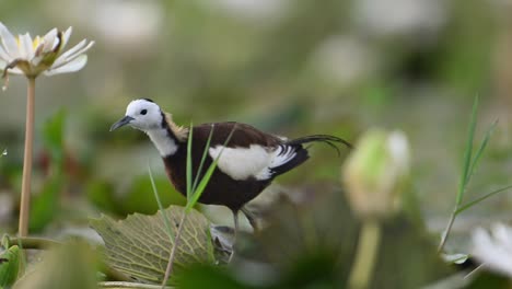 closeup of pheasant tailed jacana in white water lily flowers