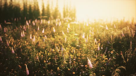 wild field flowers at summer sunset