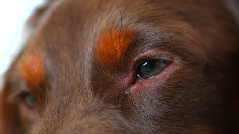 Ojos-De-Perro-Salchicha-Soñolientos,-De-Cerca