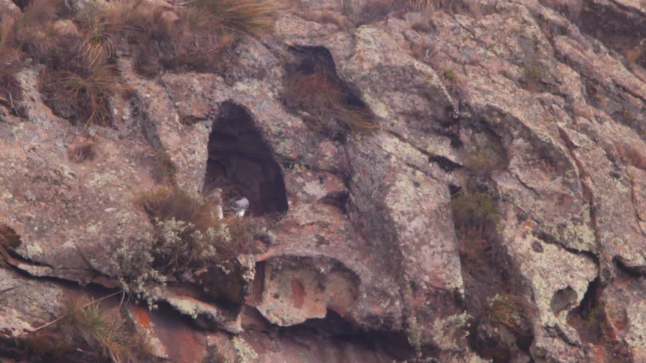안데스 산맥의 절벽에 있는 둥지에서 함께 앉아 있는 검은 가 새의