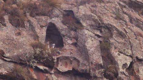pareja de águilas buitre de pecho negro sentadas juntas en su nido en un acantilado en las montañas andinas, geranoaetus melanoleucus