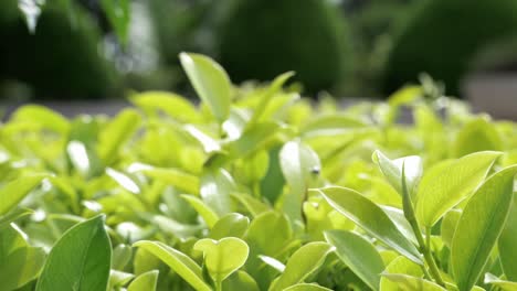 green leaves swaying in the garden, natural fence