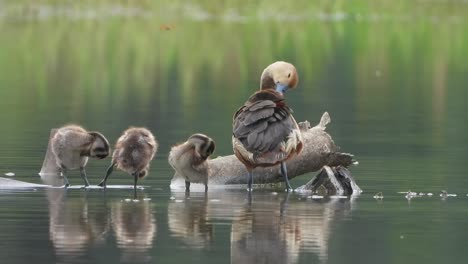 Whistling-duck---in-pond-area---chilling-