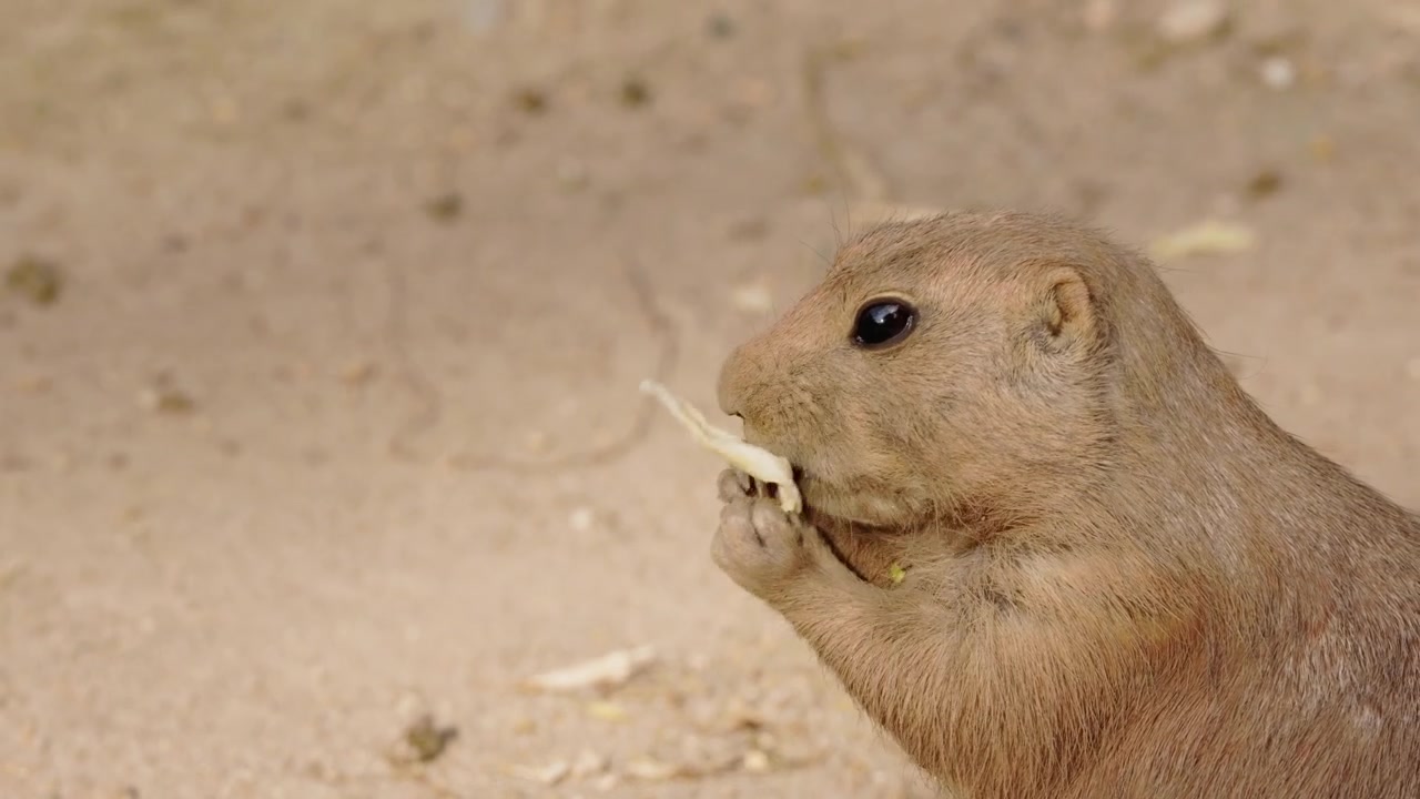 Close-Up Prairie Dog Chewing Food on Sandy Ground