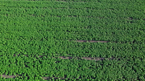 campo de girasoles en un día soleado, vista aérea