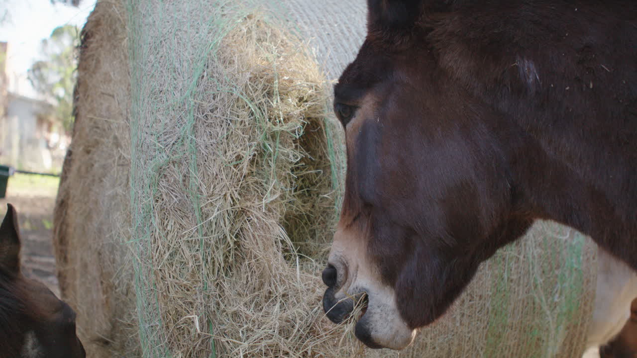 Horse, mule and donkey eating and feeding on hay at ranch farm