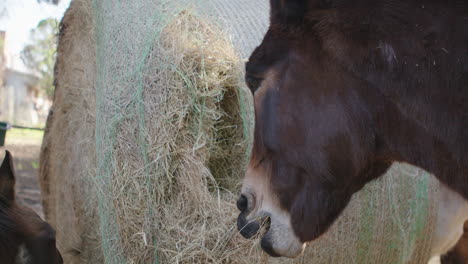 caballo, mula y burro comiendo y alimentándose de heno en una granja