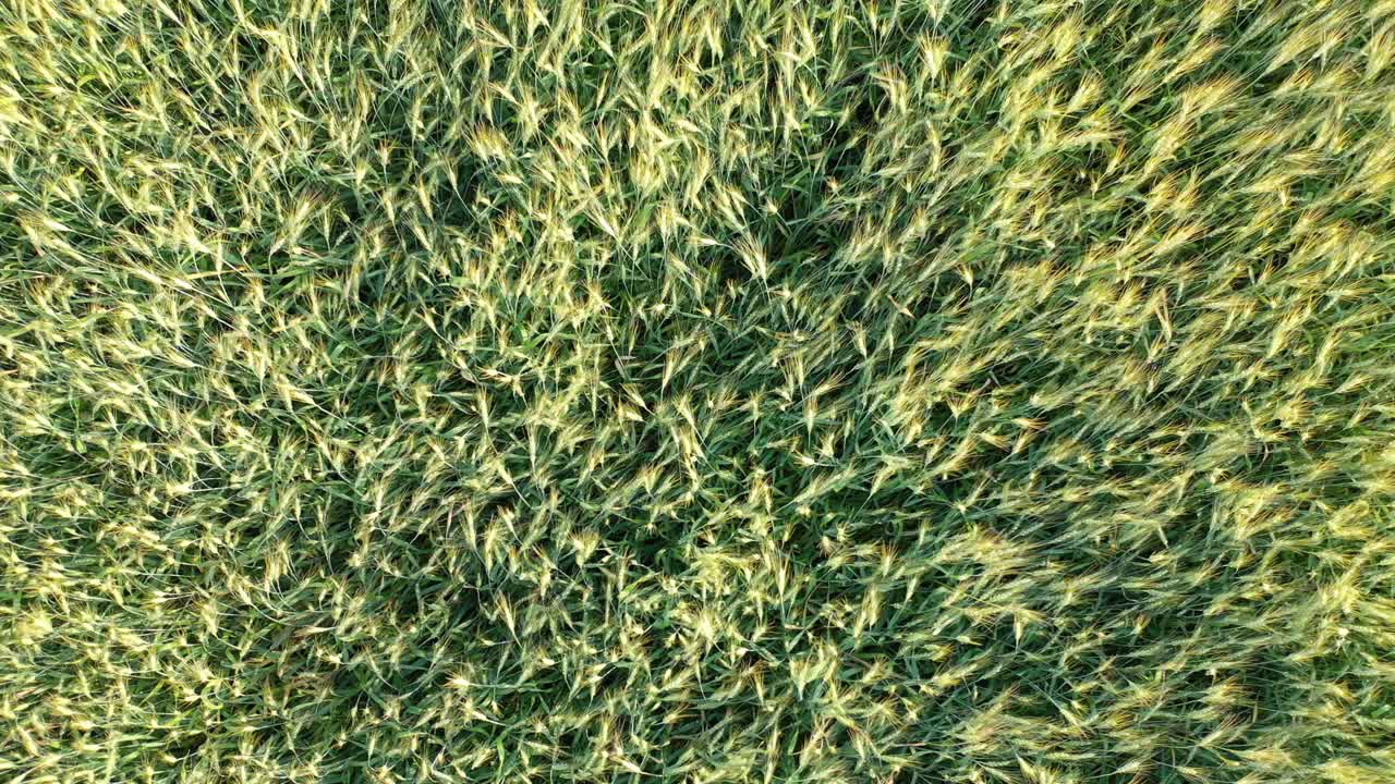 vista aérea de un campo de trigo