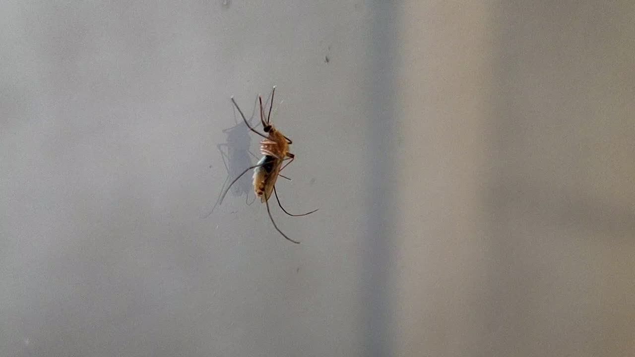Mosquito pousado em superfície de vidro, em close-up. Detalhes visíveis das pernas, asas e corpo destacam o comportamento do inseto praga, a conscientização sobre os riscos à saúde e o conceito de pesquisa científica.
