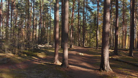 walking on a path in a beautiful forest on a sunny day