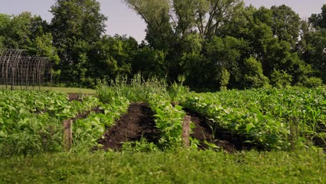 panning-shot-of-the-rows-of-a-garden-on-a-sunny-day