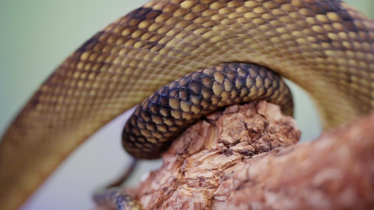 Slithering snake coiled around a branch with scales visible, captured in slow motion