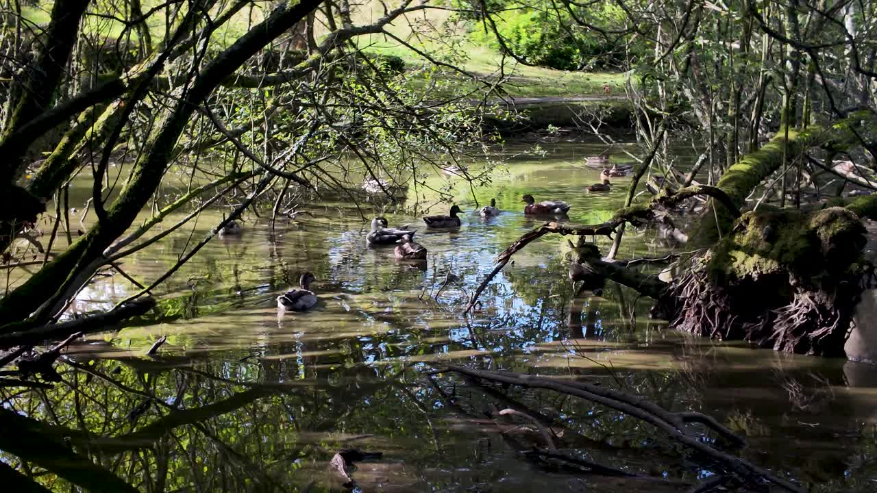 Ducks On A Tranquil Pond Amid Shaded Trees In A Quiet Autumn Scene