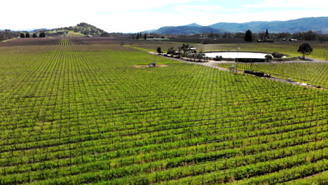 Upward-drone-flight-over-a-vineyard-in-Napa-Valley,-California