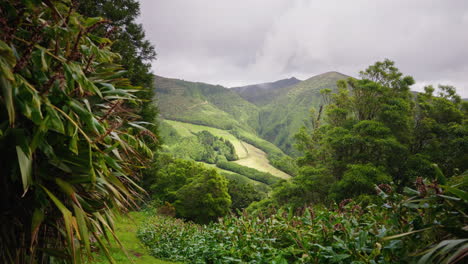 Toma-Cinematográfica-De-Vegetación-Exuberante-Y-Verde-En-El-Bosque-Tropical