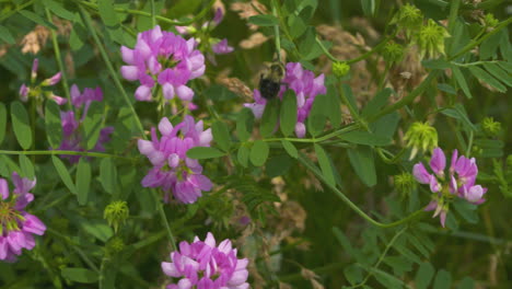 bumblebee collecting nectar from a pink wildflower