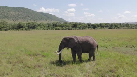 Drohnenaufnahme-Eines-Einsamen-Männlichen-Elefanten-In-Der-Masai-Mara,-Kenia