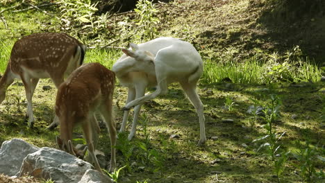 a herd of white tailed deer, odocoileus virginianus foraging on the grass, a token of white deer with leucistic mutation spotted at algonquin park, ontario, canada