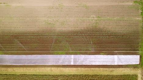 vista superior de la plantación rural con cultivos en crecimiento y rociadores