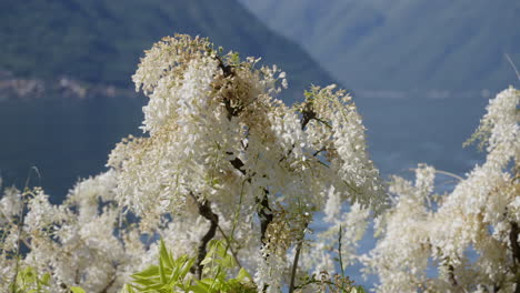 white wisteria by the lake