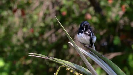 The-Oriental-magpie-robin-is-a-very-common-passerine-bird-in-Thailand-in-which-it-can-be-seen-anywhere