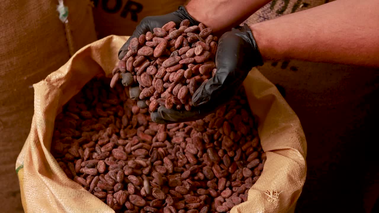 transformación de los granos de cacao