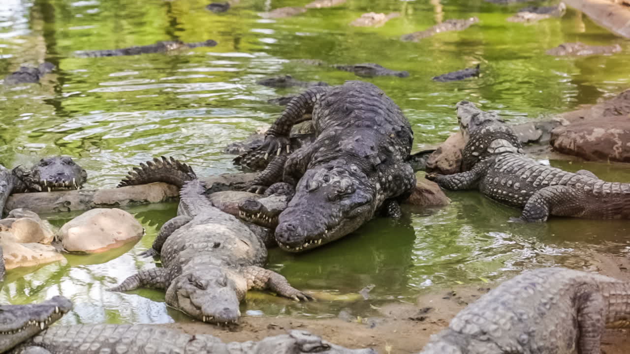 el apareamiento de cocodrilos, india.