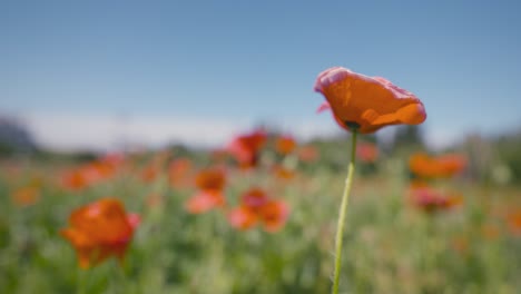 campo de amapola roja
