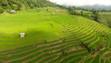 rice field terrace on mountain agriculture land.