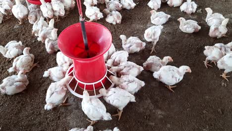 poultry farm for breeding chickens and eggs, chickens pecking feed, close-up, ranch hens, hen
