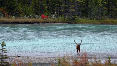 majestic bull elk walks out of forest river and bellows, wide landscape