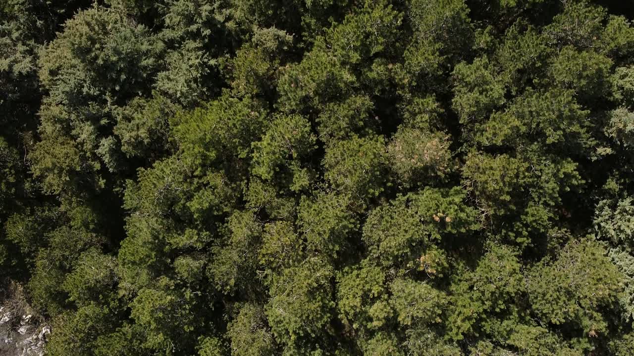 Aerial top view over a green forest on the Apennine mountains, Italy
