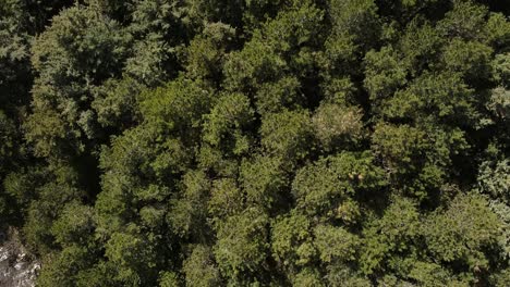 Luftaufnahme-Von-Oben-über-Einem-Grünen-Wald-Auf-Den-Apenninen,-Italien